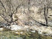 Pompino e scopata rischiosa al parco naturale Pov