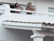 Due ragazze ballando in topless sul balcone