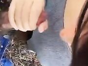Veloce con le mani - Pompino al parco fidanzata