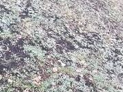 Sega sconosciuto nel bosco che le sborra in mano