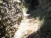 Ragazzo mi porta a passeggio al guinzaglio.