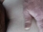 Pecorella