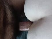 Pecorella