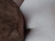 Pecorella