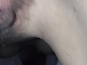 Figa da vacca