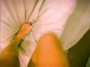Scopata con amica sborrata sui piedi
