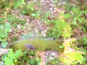 Incontro nel bosco con esibizionista che si fa scopare