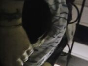 Succhiami il cazzo porca