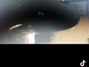 Stallone casertano 26 cm  - “mi fai male”