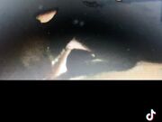 Stallone casertano 26 cm  - “mi fai male”