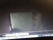 Noto stallone italiano con 26 cm