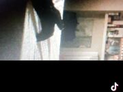 Noto Stallone Italiano con 26 cm