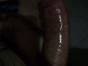 Noto Stallone Italiano con 26 cm