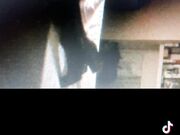 Noto Stallone Italiano con 26 cm