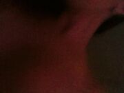 Noto Stallone Italiano con 26 cm