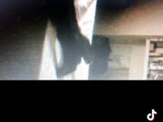 Noto stallone con 26cm cor