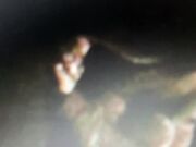 Noto stallone con 26cm cor