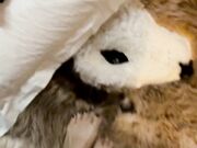 Beatrice segreti creator italiana