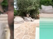 Stallone italiano in piscina
