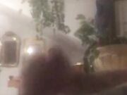 Stallone Noto con 26 cm