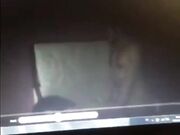 Stallone Noto con 26 cm