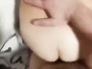 Torniamo dal referendum e la scopo a pecora