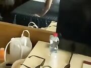 ho Rimorchiato la Barista e me la Scopo a Pecora