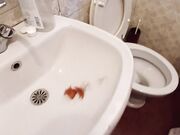 Umiliazione della schiava