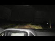 Italiana fa l'autostop e si fa scopare in auto