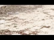 Nausica in spiaggia nuda con guardone anziano