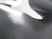 Valentina Nappi gattina in calore con plug anale